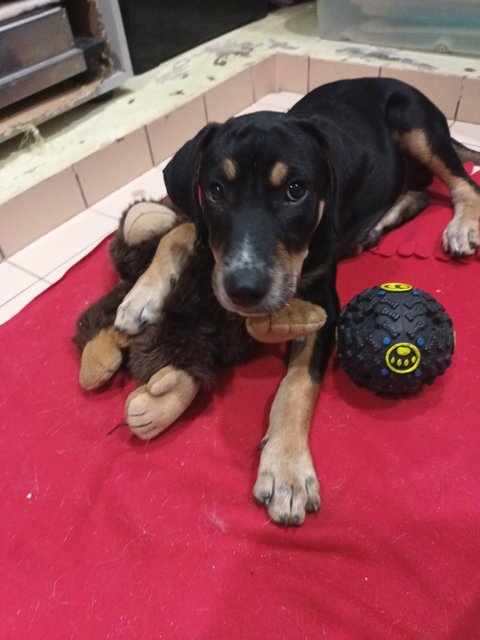 Rocky - Mixed Breed Dog