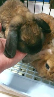 Uni - Holland Lop Rabbit