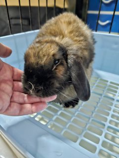 Uni - Holland Lop Rabbit