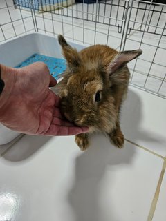 Uni - Holland Lop Rabbit