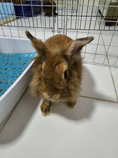 Uni - Holland Lop Rabbit