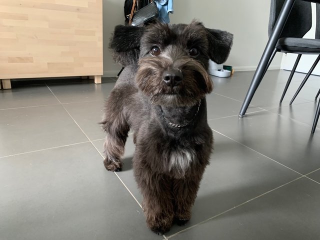 Rocky Boy  - Poodle + Schnauzer Dog