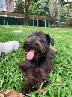 Rocky Boy  - Poodle + Schnauzer Dog