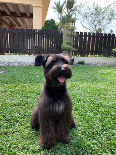 Rocky Boy  - Poodle + Schnauzer Dog