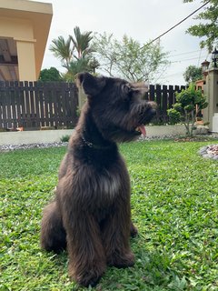 Rocky Boy  - Poodle + Schnauzer Dog