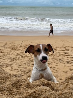 Feliz - Jack Russell Terrier Dog