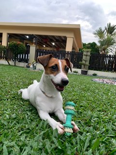 Feliz - Jack Russell Terrier Dog