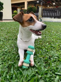 Feliz - Jack Russell Terrier Dog