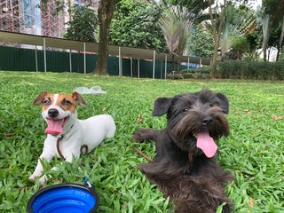 Feliz - Jack Russell Terrier Dog