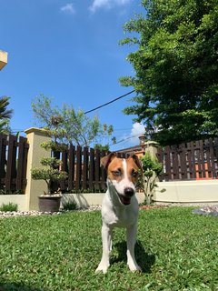 Feliz - Jack Russell Terrier Dog