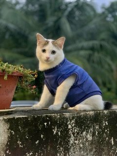 Sarjan Hassan - Domestic Short Hair Cat