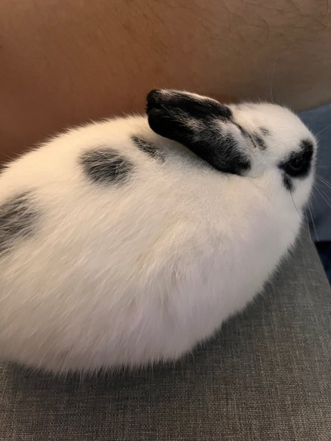 Merlin - Netherland Dwarf Rabbit