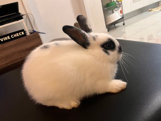 Merlin - Netherland Dwarf Rabbit