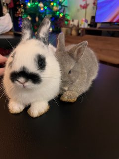 Merlin - Netherland Dwarf Rabbit