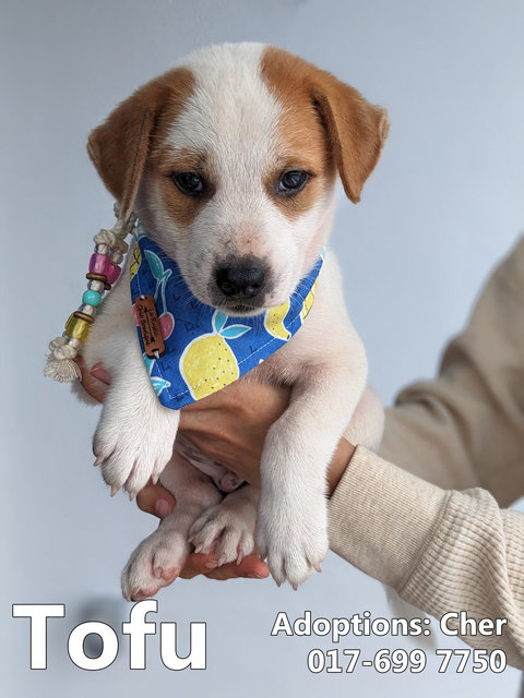 Tofu - Mixed Breed Dog