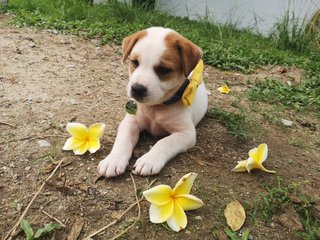 Tofu - Mixed Breed Dog