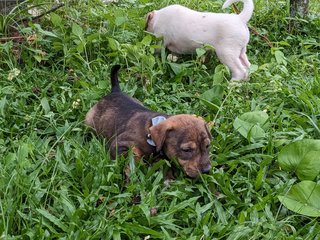 Tofu - Mixed Breed Dog