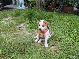 Tofu - Mixed Breed Dog