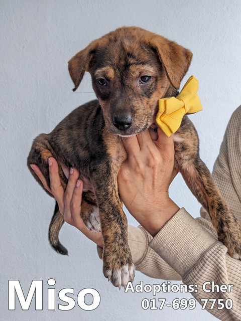 Miso - Mixed Breed Dog