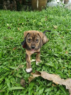 Miso - Mixed Breed Dog