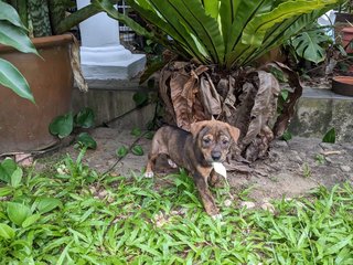 Miso - Mixed Breed Dog