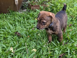 Miso - Mixed Breed Dog