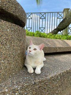 Kookie And Krystal - Domestic Short Hair Cat