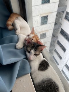 Mumu &amp; Toastie - Domestic Short Hair Cat