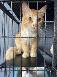 Rocky - Domestic Medium Hair Cat