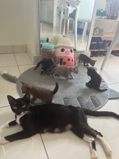 Kittens - Domestic Short Hair Cat