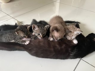 Kittens - Domestic Short Hair Cat