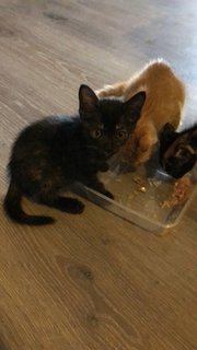 4 Kittens Left. Super Playful! - Domestic Short Hair Cat