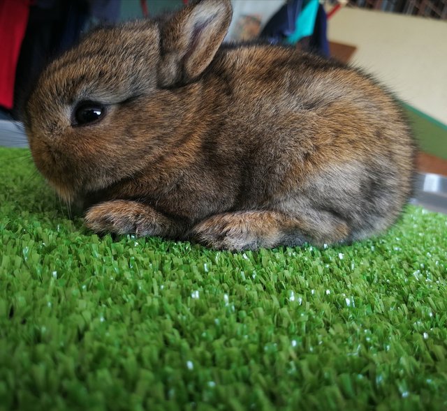 Netherland Drawf Rabbit Babies  - Netherland Dwarf Rabbit