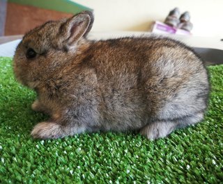 Netherland Drawf Rabbit Babies  - Netherland Dwarf Rabbit