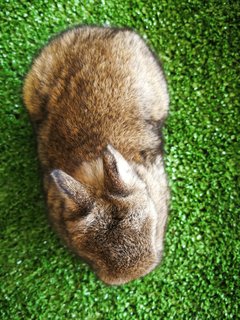 Netherland Drawf Rabbit Babies  - Netherland Dwarf Rabbit