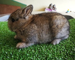 Netherland Drawf Rabbit Babies  - Netherland Dwarf Rabbit