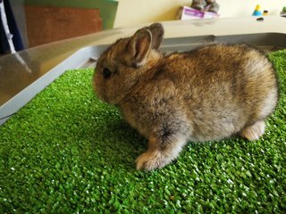 Netherland Drawf Rabbit Babies  - Netherland Dwarf Rabbit