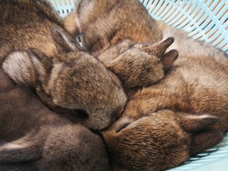 Netherland Drawf Rabbit Babies  - Netherland Dwarf Rabbit