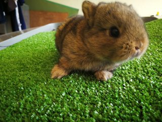 Netherland Drawf Rabbit Babies  - Netherland Dwarf Rabbit