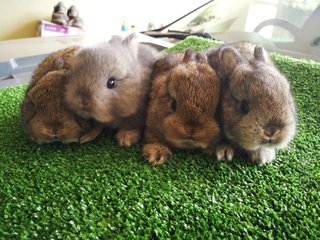 Netherland Drawf Rabbit Babies  - Netherland Dwarf Rabbit