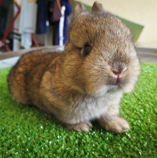 Netherland Drawf Rabbit Babies  - Netherland Dwarf Rabbit