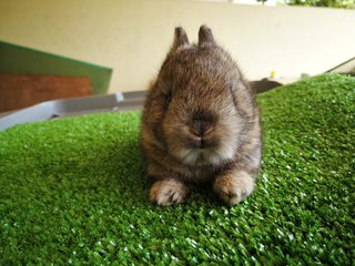 Netherland Drawf Rabbit Babies  - Netherland Dwarf Rabbit