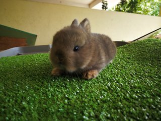 Netherland Drawf Rabbit Babies  - Netherland Dwarf Rabbit