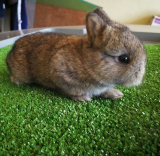 Netherland Drawf Rabbit Babies  - Netherland Dwarf Rabbit