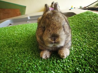 Netherland Drawf Rabbit Babies  - Netherland Dwarf Rabbit