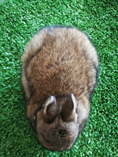 Netherland Drawf Rabbit Babies  - Netherland Dwarf Rabbit