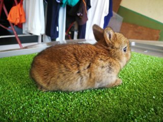 Netherland Drawf Rabbit Babies  - Netherland Dwarf Rabbit