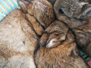 Netherland Drawf Rabbit Babies  - Netherland Dwarf Rabbit