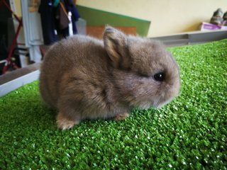 Netherland Drawf Rabbit Babies  - Netherland Dwarf Rabbit