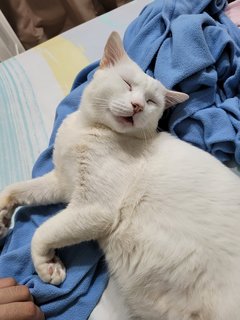 Bao - Turkish Angora + Domestic Short Hair Cat